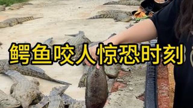 鳄鱼咬人的惊恐瞬间#鳄鱼 #鳄珍 #鳄珍鳄鱼酒