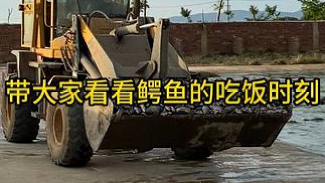 带大家看看鳄鱼的吃饭时刻#鳄鱼 #鳄珍 #鳄珍鳄鱼酒