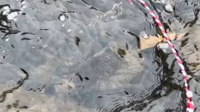 #鳄鱼苗 #鳄鱼养殖场 真的不咬人，不信你试试