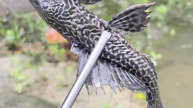 蚂蚁会不会把清道夫给吃掉呀？