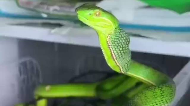 扣1主播给你们试试毒性