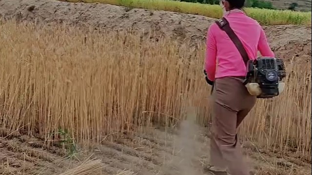 美女割麦的技术真牛[赞]