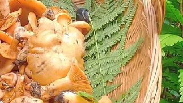 捡菌子第四十六天，别人搞几斤，我们搞几朵。凑在一起吃不完。#我的乡野山居生活 #捡蘑菇 #山珍美味 