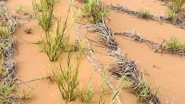 我最敬佩治沙英雄