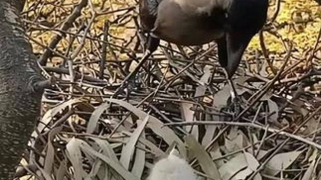 乌鸦竟然跑去抓雏鹰#野生动物零距离 #动物的迷惑行为 #弱肉强食的动物世界