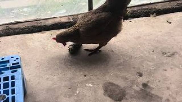 走地鸡？有鸡味啊#动物的迷惑行为  #白切鸡  #粤菜