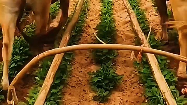 培养的牛真听话