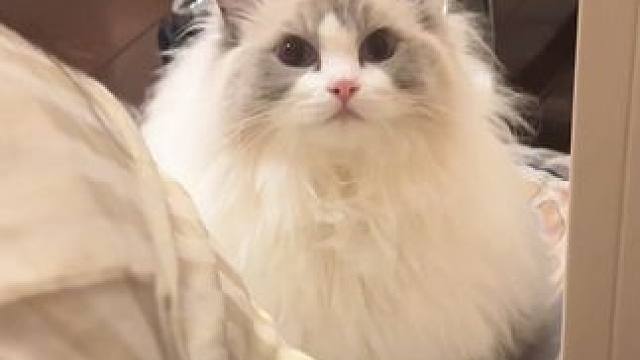 妙手小姨 一次治疗效果显著 #万物可爱计划 #可爱在我家 #布偶猫 #萌到爆炸了