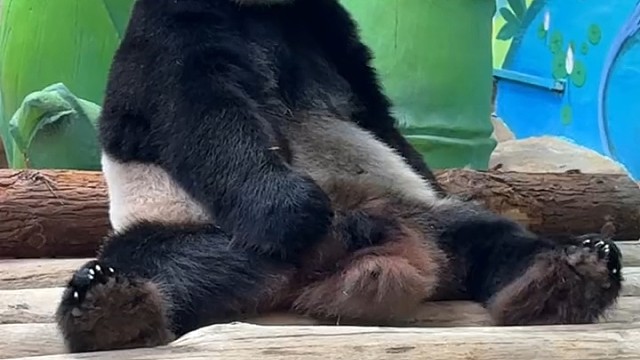 大熊猫酷酷躺着挠痒痒舒服啊
