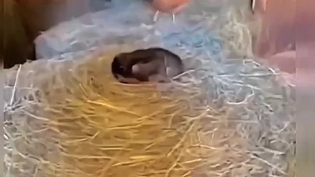 不是它的活它要干