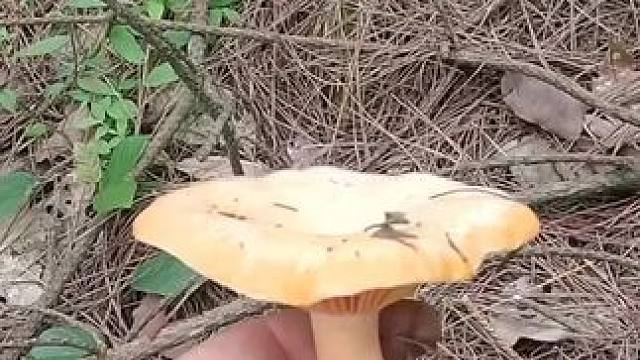 捡菌子第四十八天，今天在这山里头搞的都是大杂烩，#捡菌子 #菌子的季节 #山珍美味 #户外打野 