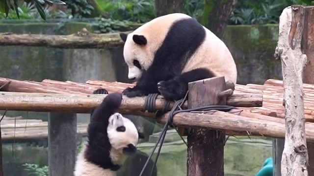 小熊猫它爹喊它去锻炼身体？！