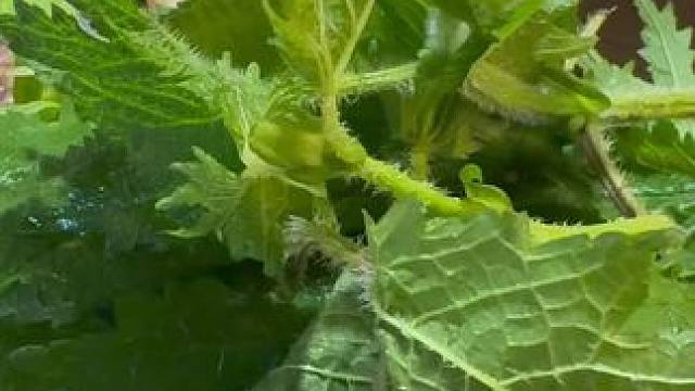 来贵州吃火锅，吃这个蔬菜需要点勇气 #没有什么是一顿火锅解决不了 #贵州美食 #不可错过的贵州美食 