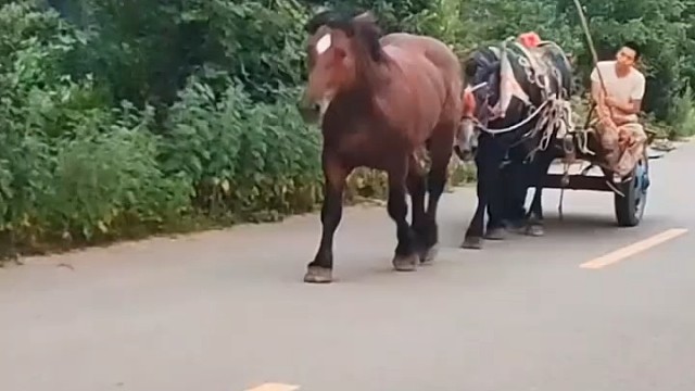 大牲畜都有灵性，不可枉打