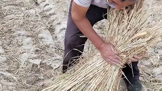 麦垛子，好多年前也干过，通风防雨