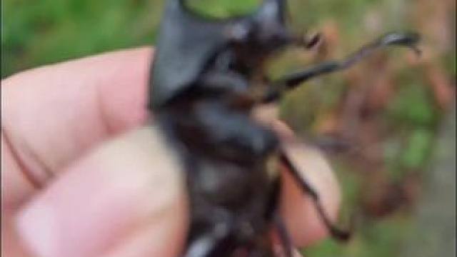 #努力训练热爱生活 #身体和灵魂总有一个在路上 #自然#捡蘑菇#昆虫