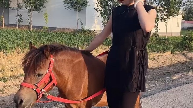 人高马不大[玫瑰]