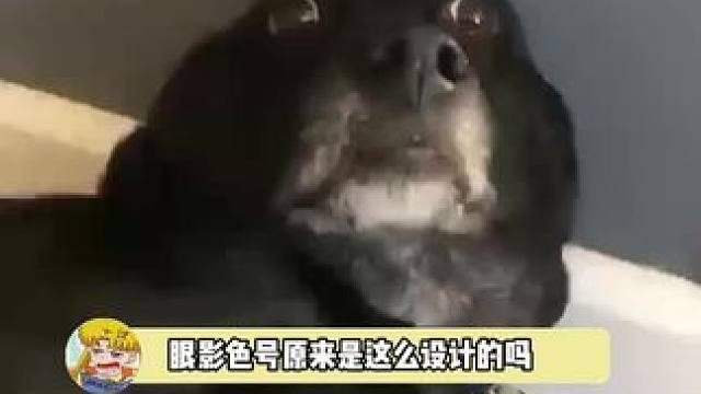 感觉我会把手机相册里的图片全拿出来玩一天