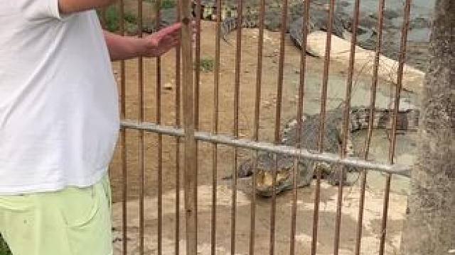 新来的农业大学士#鳄鱼养殖场 #非专业人士请勿模仿