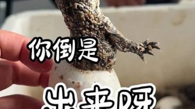 你倒是出来呀#鳄鱼 #鳄珍 #鳄鱼养殖场 #鳄鱼皮带 #小鳄鱼