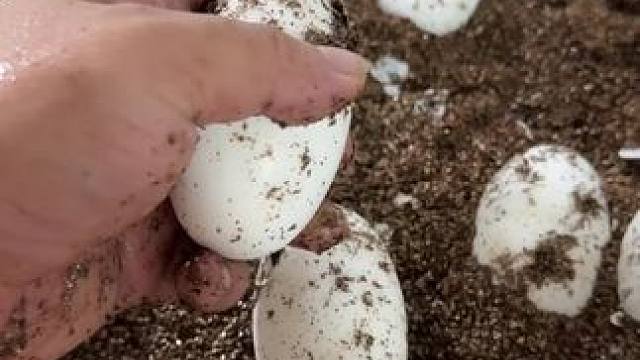 家人们，这是顺产还是刨腹产啊