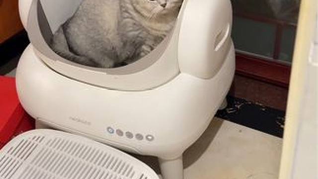 搬家后先把猫砂盆拿出来给它上厕所，它是不是好烦我叫它#记录猫咪日常 #它真的好像个小宝宝