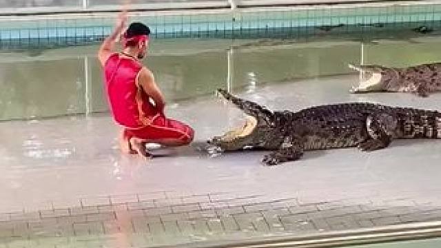 ：胆子不小啊老弟
#鳄鱼来了 #危险动作请勿模仿 #鳄鱼 #毕业季武汉happy站