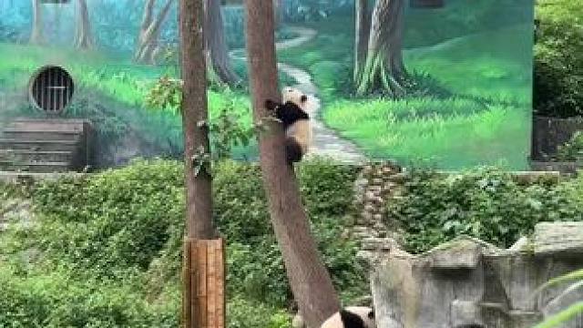 十个月的冉冉仔，爬20米高树居然不在话下，太6了
#熊猫的生活有多惬意 #国宝不愧是国宝 #萌化了 