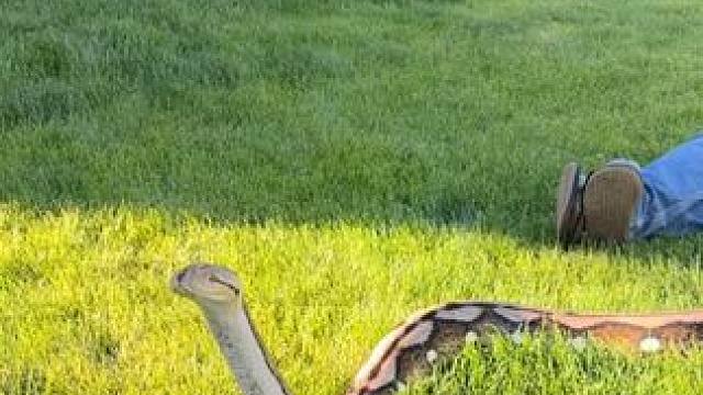 国外老哥的宠物蟒蛇 #国外视频分享 #奇妙的动物 #宠物