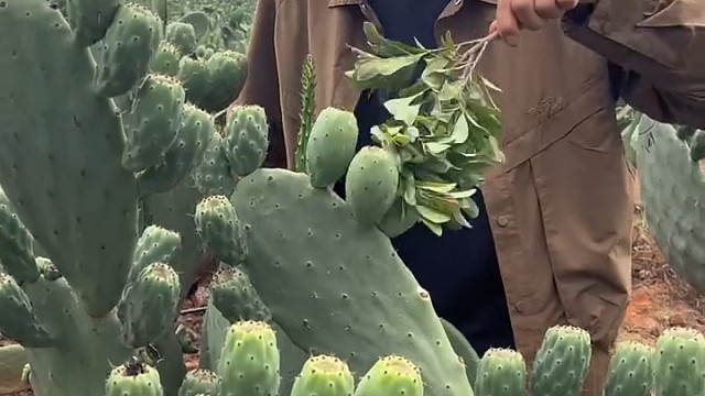 这个叫仙人果，仙人掌上长的