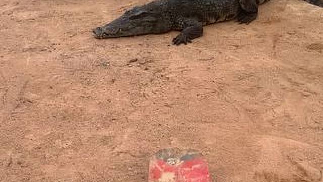 手都打抽筋了，鳄鱼还不主动……