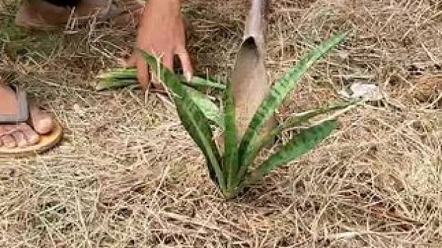 哈哈这植物叫啥 #农村生活 #记录真实生活