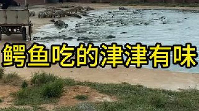 鳄鱼吃的津津有味#鳄鱼 #鳄珍#鳄珍鳄鱼酒
