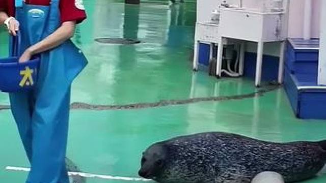 像一只巨型的蛆#动物的迷惑行为 #它真的好像个小宝宝 #萌宠出道计划 #毕业季武汉