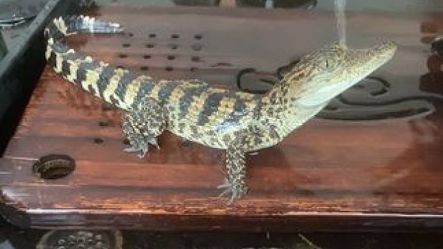 茶宠配好茶#茶宠 #动物的迷惑行为