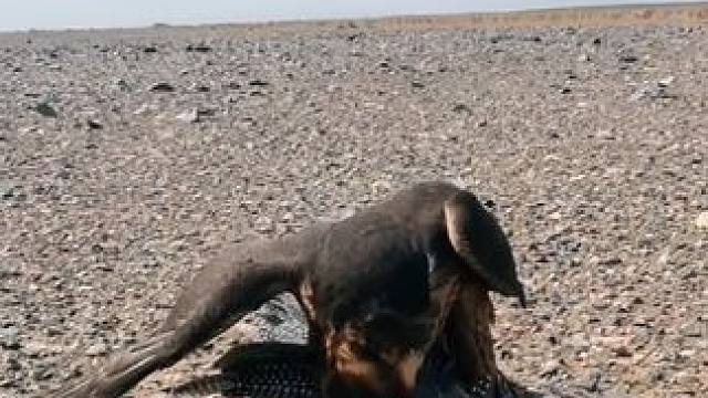 阿拉伯土豪的宠物游隼 #国外视频分享 #奇妙的动物 #宠物