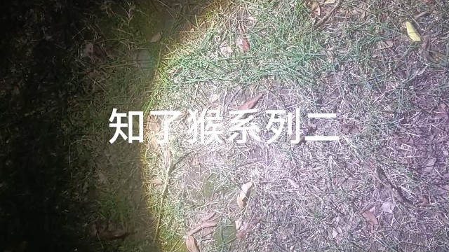 摸知了猴系列二