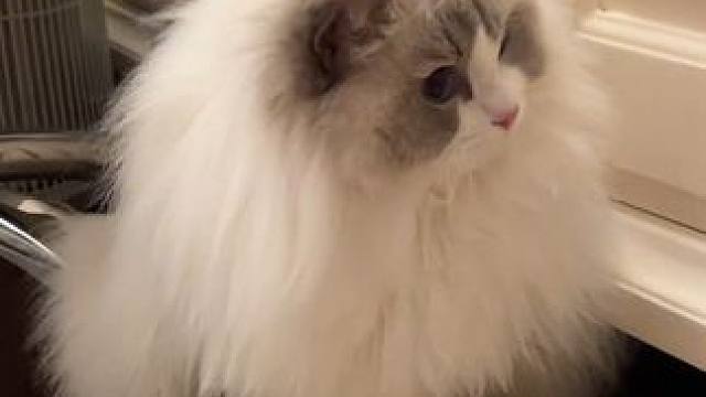 玩具还是别人手上的香啊 #万物可爱计划 #可爱在我家 #布偶猫 #猫狗双全