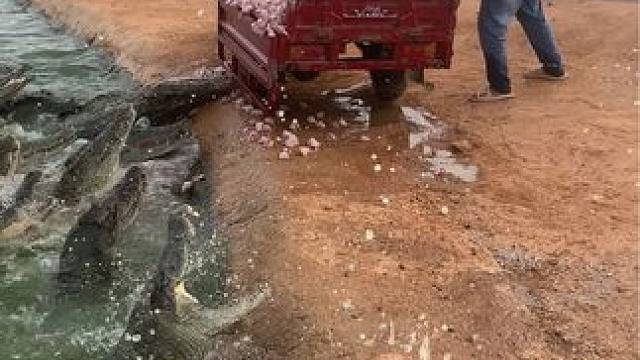 喂个鱼都心惊胆跳的……