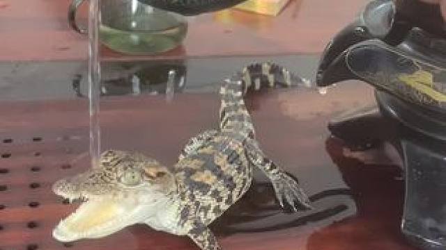 喝茶配茶宠、味道才正宗#茶宠 #喝茶 #动物的迷惑行为