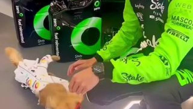 周冠宇最新动态 周冠宇和博塔斯一起出席活动，和狗狗互动超有爱～#周冠宇 #博塔斯 #f1英国大奖赛 