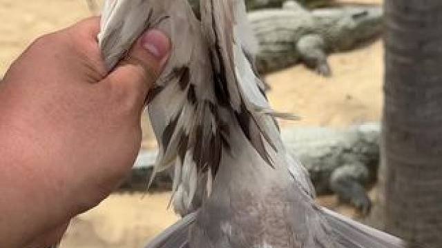 家人们快来看喂鳄鱼……#鳄鱼养殖场 #非专业人士请勿模仿 #鳄鱼