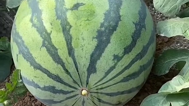 这瓜还有开关的