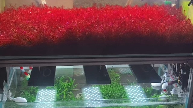 草缸底床怎么铺