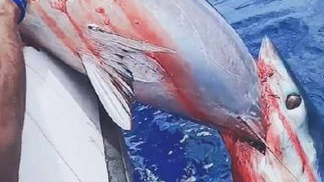大鲨鱼抢夺渔民捕捞的鱼#鲨鱼有多凶猛 #海洋霸主顶级捕食者 #海洋霸主