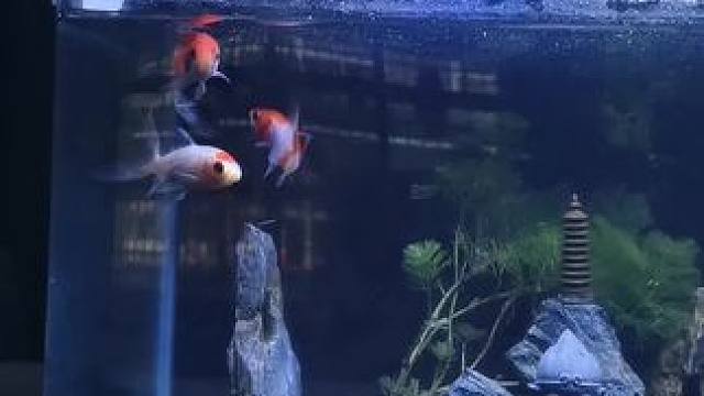 金鱼一生锦食无忧，却一世困于缸中！雄鹰一世崇尚自由，却一生因生计而翱翔蓝天！同样人们在得到这样便会失