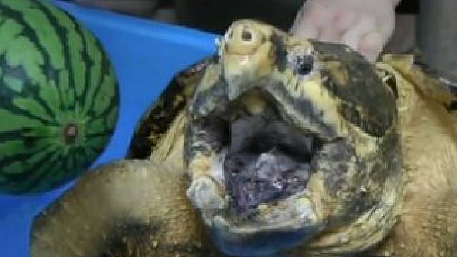 大鳄龟巨大的咬合力 太猛了#大鳄龟霸气 #凶狠的动物 #养龟日常 #顶级佛鳄