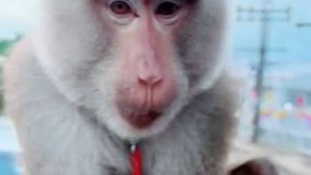 打工猴摘完椰子坐车回家 #国外视频分享 #猴子成精 #打工猴