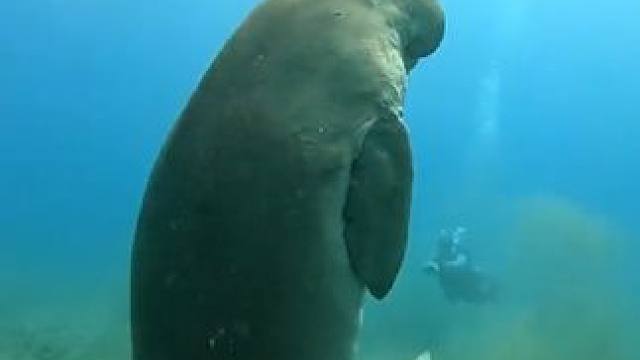 #国外视频分享 #海洋生物 #海底世界真奇妙