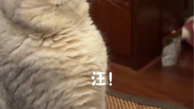 看我怎么让阿b变成狗的